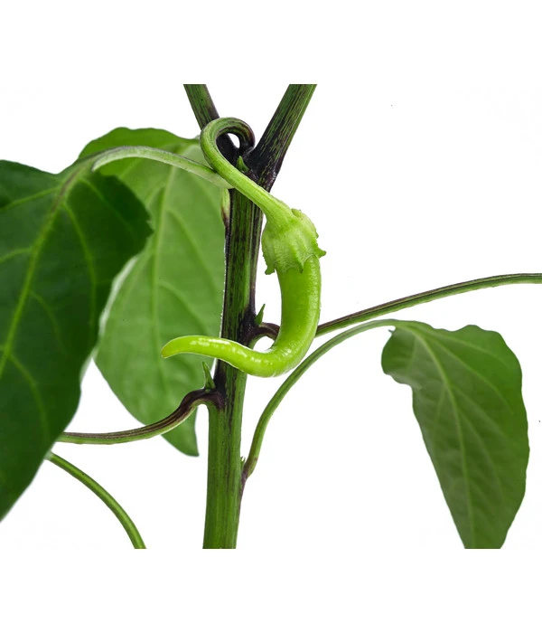 Türkische Peperoni 6 Türkische Peperoni – Bild 4