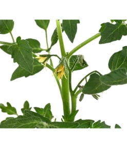 Tomate 'Previa' 9 Tomate 'Previa' -Pflanzenglück Geschäft 8839136 WE DE 001 TomatePrevia