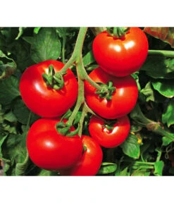 Bestseller 18 Tomate 'Previa'