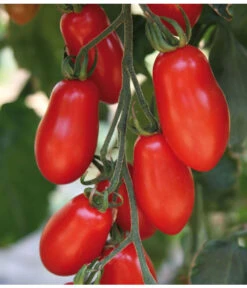 Mini San-Marzano Tomate 'Trilly' -Pflanzenglück Geschäft 8839144 we DE 001 TomateTrilly