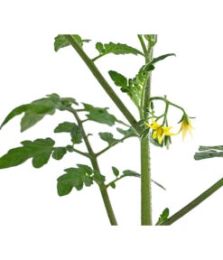 Cherrytomate 'Pepe' 11 Cherrytomate 'Pepe' -Pflanzenglück Geschäft 8839243 WE DE 001 CherrytomateRot