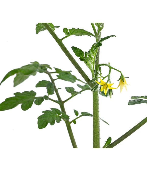 Cherrytomate 'Pepe' 7 Cherrytomate 'Pepe' – Bild 5