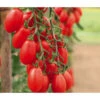 Mini San-Marzano Tomate 'Trilly' -Pflanzenglück Geschäft 8839326 WE MO 002 PflaumentomateTrilly