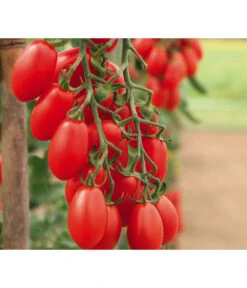 Bestseller 15 Mini San-Marzano Tomate 'Trilly'