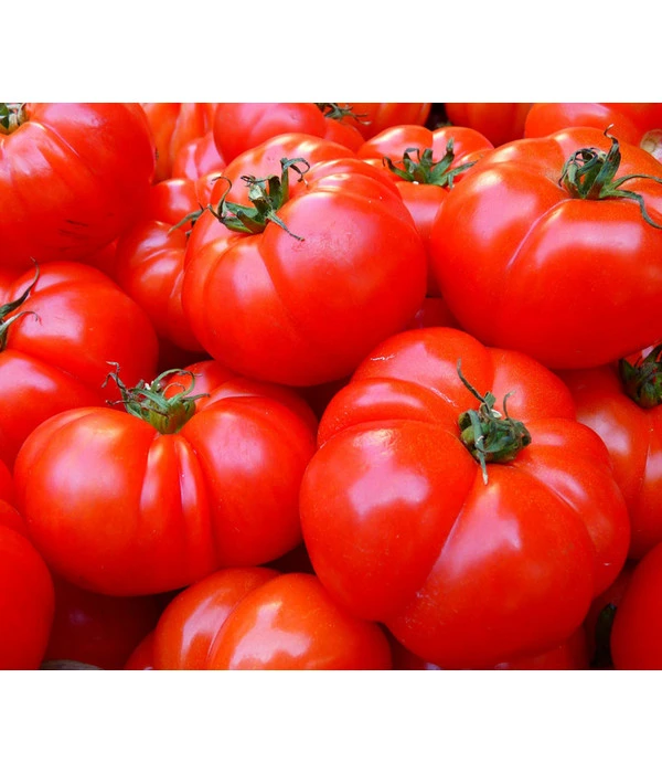 Bioland Fleischtomate 3 Bioland Fleischtomate