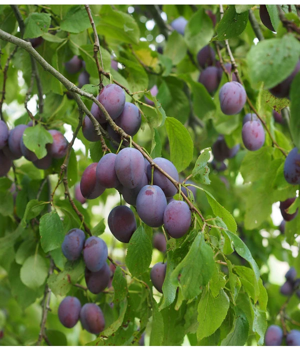 Zwetschge 'Kulinaria-Toptaste' 4 Zwetschge 'Kulinaria-Toptaste' – Bild 2