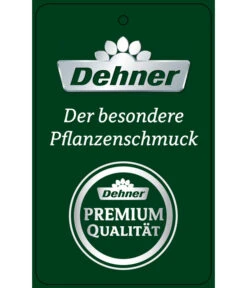 Schmetterlingsorchidee - Phalaenopsis Cultivars 'Big Lip', Kaskade -Pflanzenglück Geschäft PremiumPhalaenopsis Phala 04052016 1 1