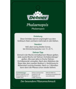 Schmetterlingsorchidee - Phalaenopsis Cultivars 'Umbrella', Verschiedene Sorten 27 Schmetterlingsorchidee - Phalaenopsis Cultivars 'Umbrella', Verschiedene Sorten -Pflanzenglück Geschäft PremiumPhalaenopsis Phala 04052016 2